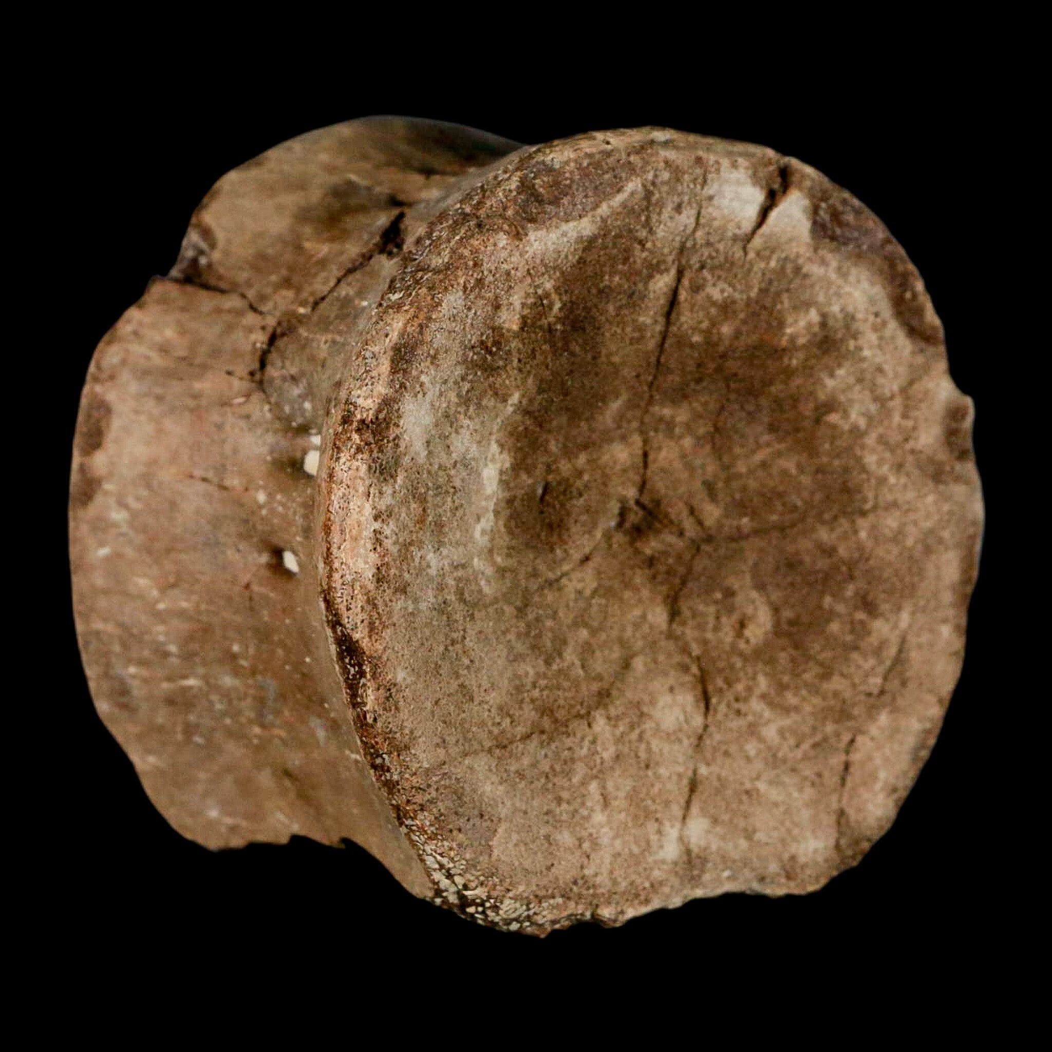 2.4" Plesiosaur Fossil Vertebra Cretaceous Dinosaur Era Ozan FM Fannin County Texas - Fossil Age Minerals