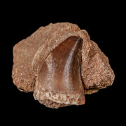 1.5" Mosasaur Prognathodon Fossil Tooth In Matrix Cretaceous Dinosaur Era COA