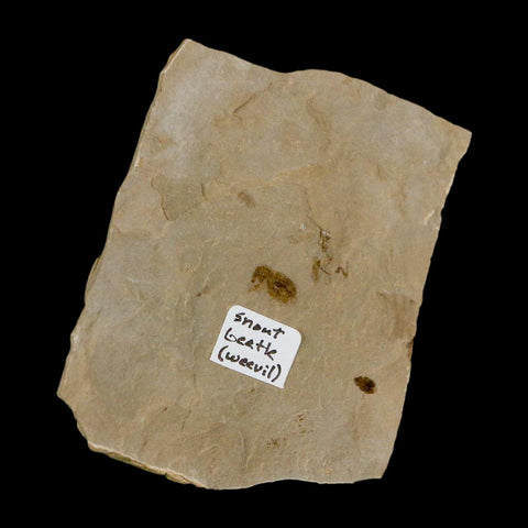 2" Fossil Snout Beetle Insect Green River Formation Uintah County Utah Eocene Age - Fossil Age Minerals