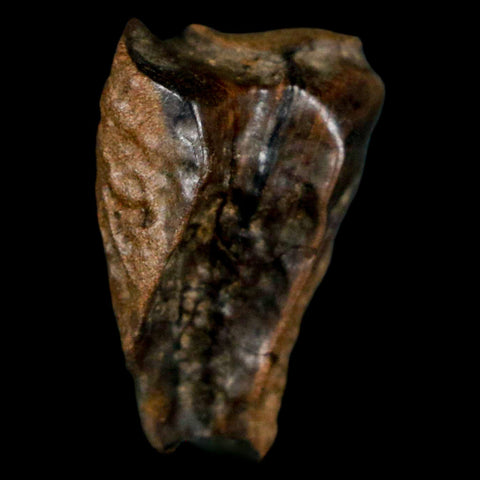 XL 0.8" Triceratops Fossil Tooth Hell Creek FM Cretaceous Dinosaur MT COA, Display
