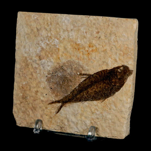 2.5" Knightia Eocaena Fossil Fish Green River FM Wyoming Eocene Age COA & Stand