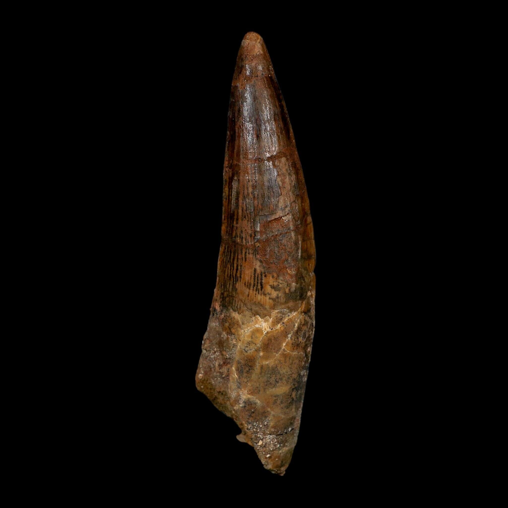 XL 3.9" Spinosaurus Fossil Tooth 100 Million Years Old Cretaceous Dinosaur COA