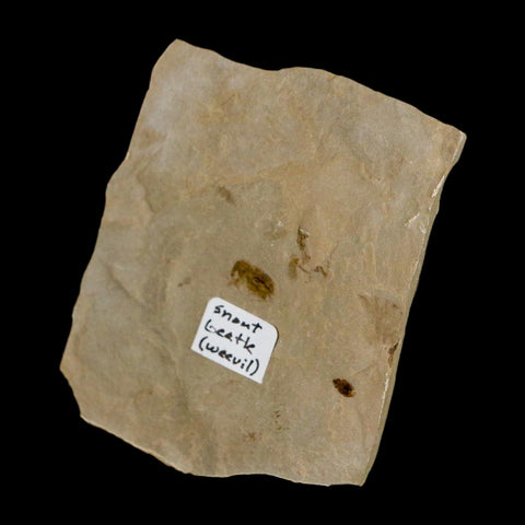 2" Fossil Snout Beetle Insect Green River Formation Uintah County Utah Eocene Age - Fossil Age Minerals