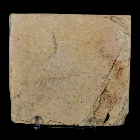 2.5" Knightia Eocaena Fossil Fish Green River FM Wyoming Eocene Age COA & Stand