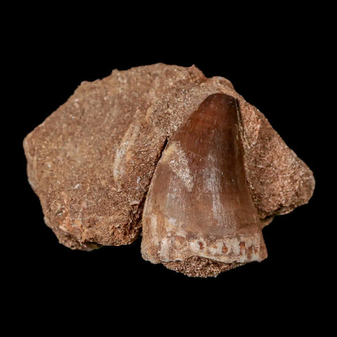 1.5" Mosasaur Prognathodon Fossil Tooth In Matrix Cretaceous Dinosaur Era COA - Fossil Age Minerals
