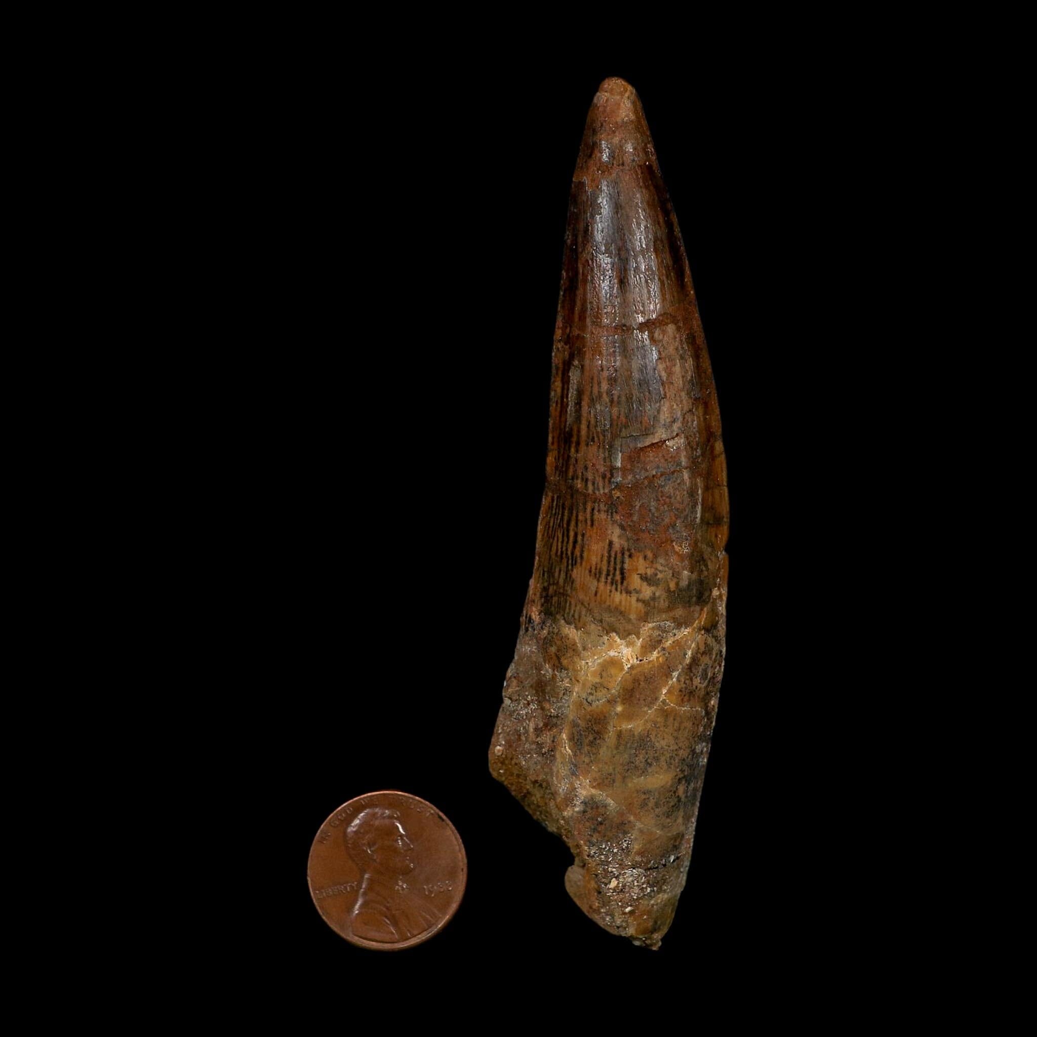 XL 3.9" Spinosaurus Fossil Tooth 100 Million Years Old Cretaceous Dinosaur COA