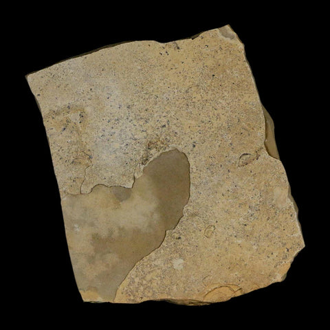 2" Fossil Snout Beetle Insect Green River Formation Uintah County Utah Eocene Age - Fossil Age Minerals