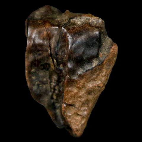 XL 0.8" Triceratops Fossil Tooth Hell Creek FM Cretaceous Dinosaur MT COA, Display
