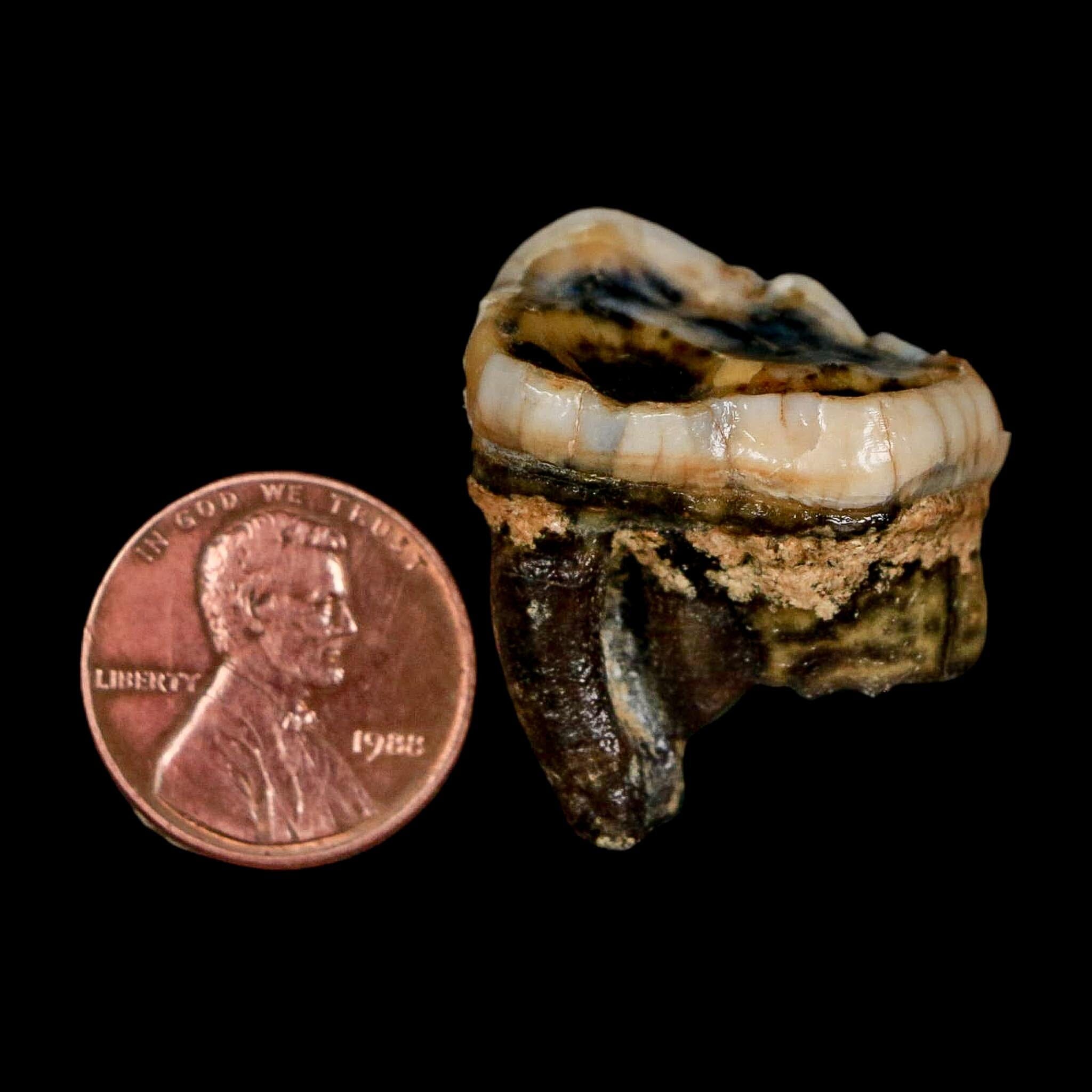 1.2" Extinct Cave Bear Ursus Spelaeus Pre-Molar Tooth Rooted Pleistocene Age COA - Fossil Age Minerals