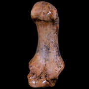 2.6" Extinct Cave Bear Ursus Spelaeus Hand Paw Bone Pleistocene Age Romania COA