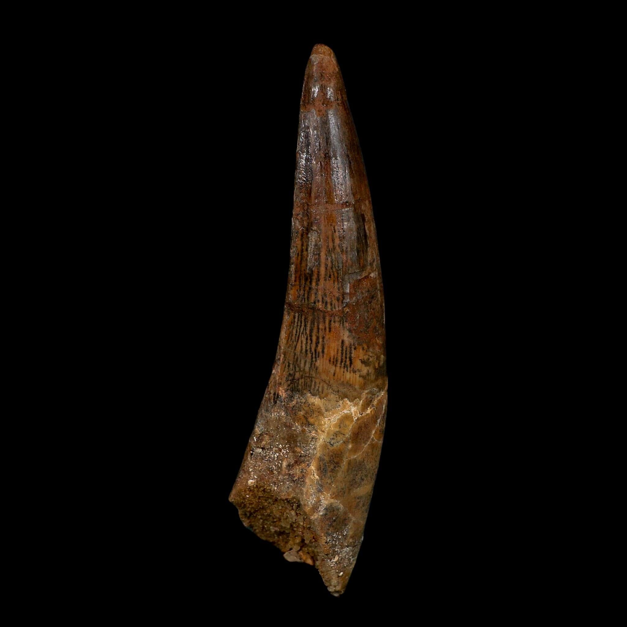 XL 3.9" Spinosaurus Fossil Tooth 100 Million Years Old Cretaceous Dinosaur COA