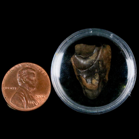 XL 0.8" Triceratops Fossil Tooth Hell Creek FM Cretaceous Dinosaur MT COA, Display