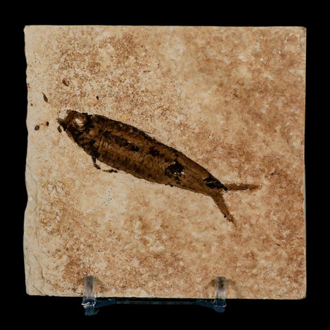 2.5" Knightia Eocaena Fossil Fish Green River FM Wyoming Eocene Age COA & Stand