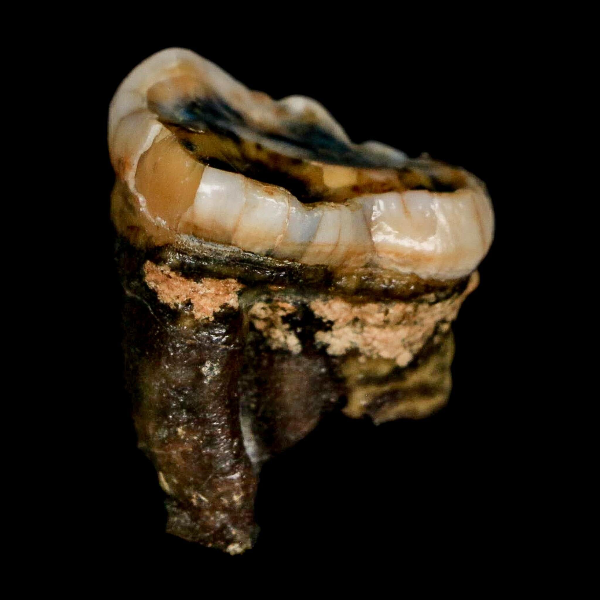 1.2" Extinct Cave Bear Ursus Spelaeus Pre-Molar Tooth Rooted Pleistocene Age COA - Fossil Age Minerals