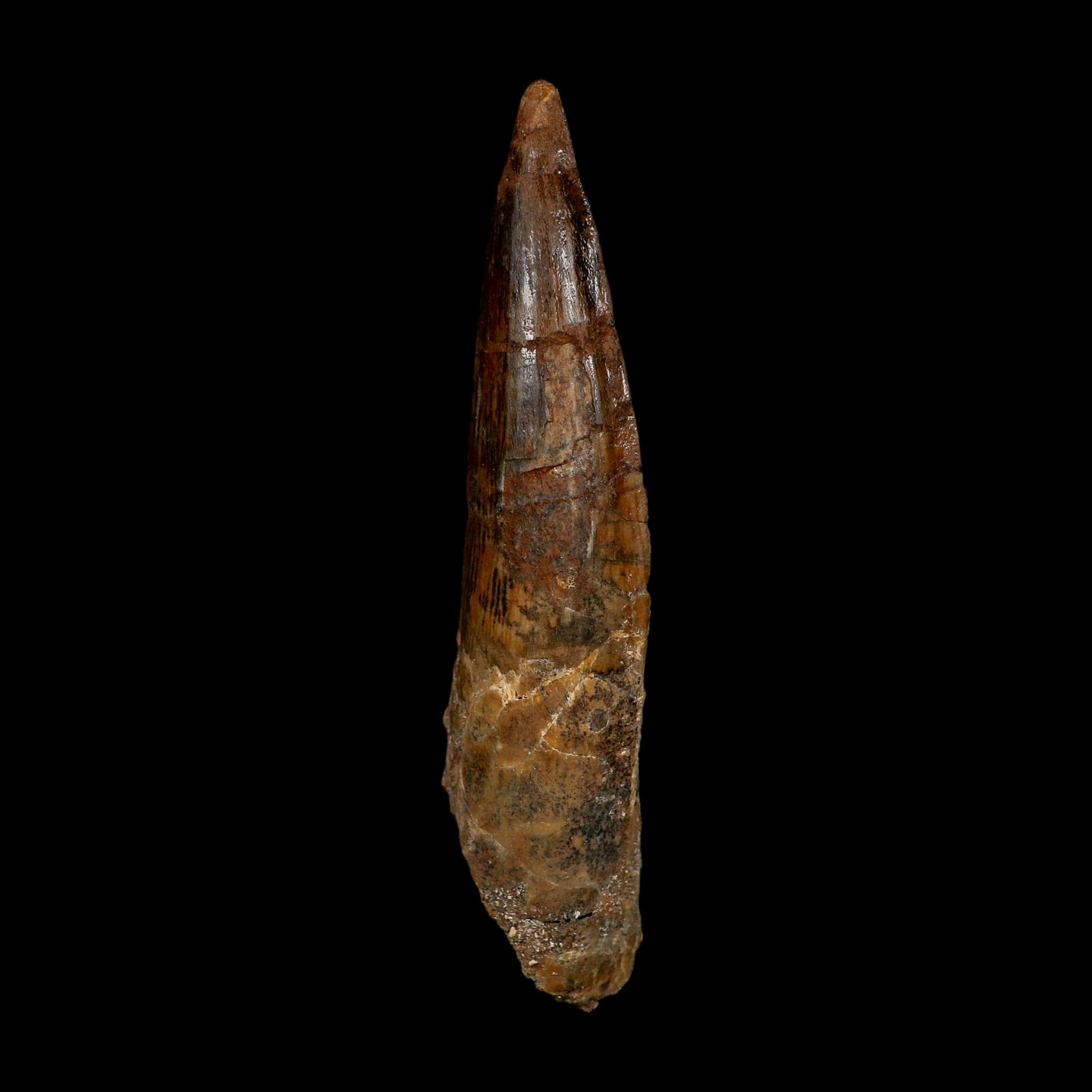 XL 3.9" Spinosaurus Fossil Tooth 100 Million Years Old Cretaceous Dinosaur COA