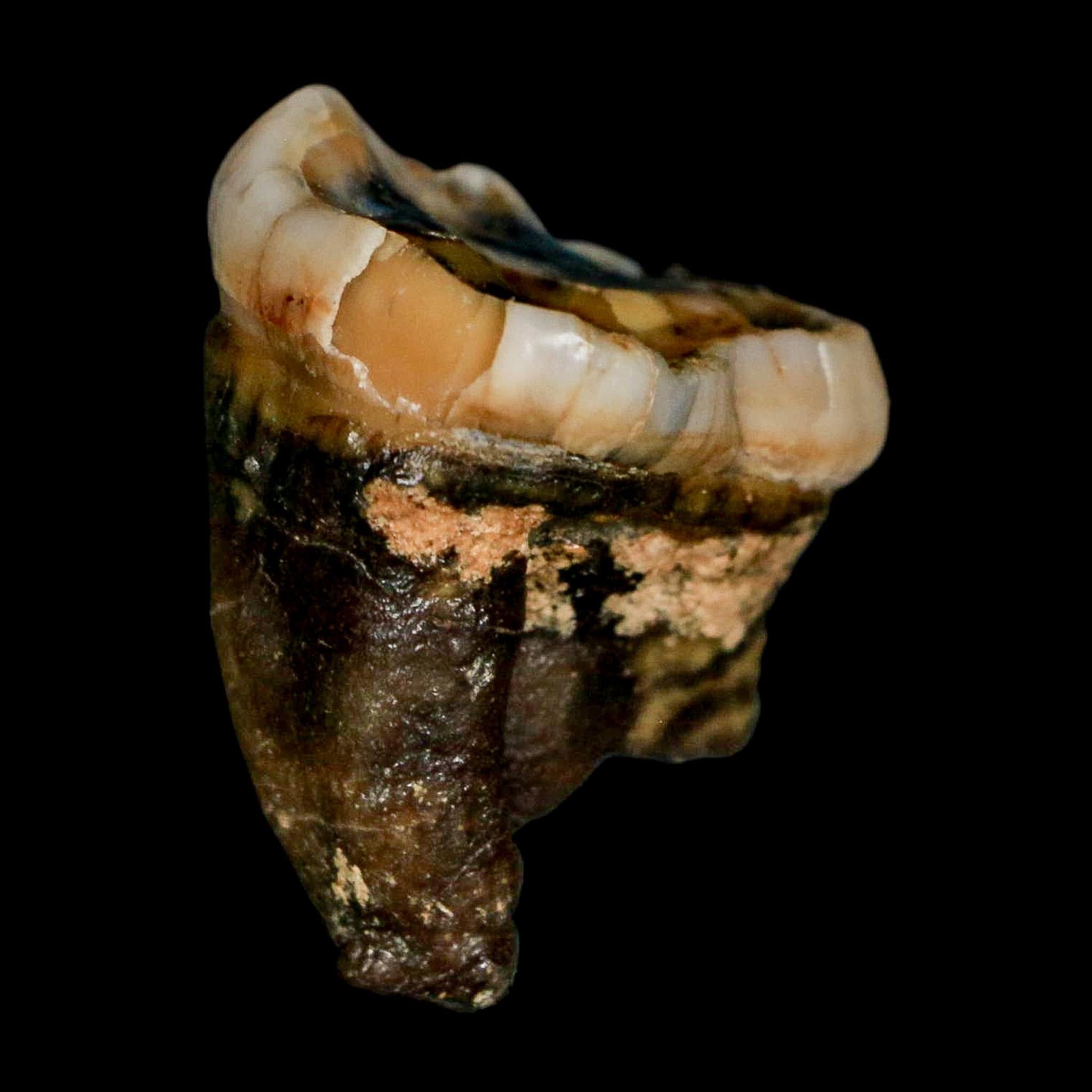 1.2" Extinct Cave Bear Ursus Spelaeus Pre-Molar Tooth Rooted Pleistocene Age COA - Fossil Age Minerals