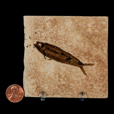 2.5" Knightia Eocaena Fossil Fish Green River FM Wyoming Eocene Age COA & Stand