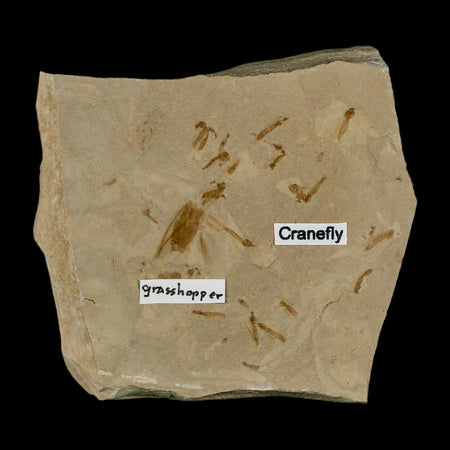 Fossil Grasshopper And Crane Flies Insect Green River FM Uintah County UT Eocene Age