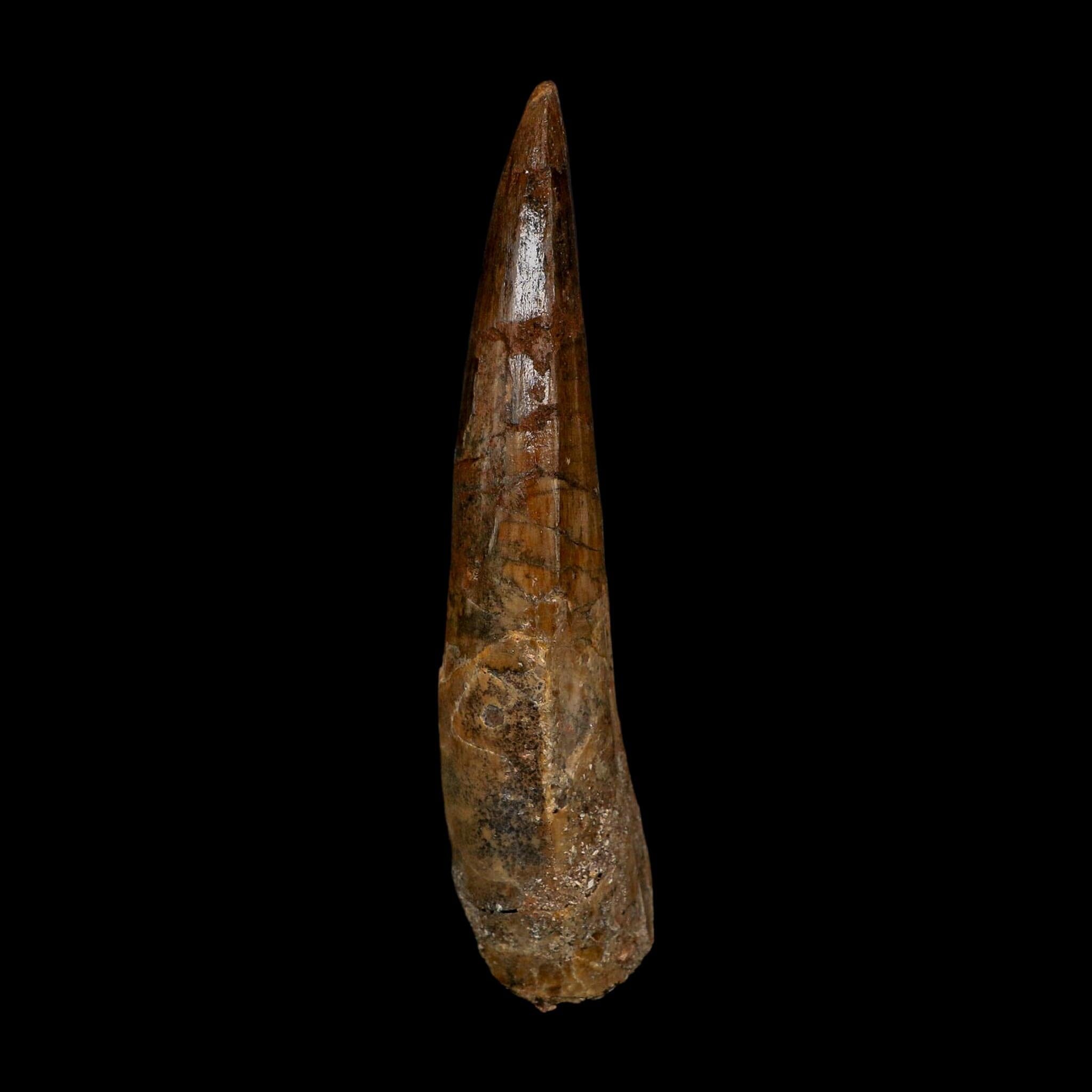 XL 3.9" Spinosaurus Fossil Tooth 100 Million Years Old Cretaceous Dinosaur COA