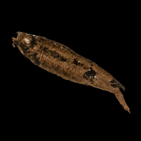 2.5" Knightia Eocaena Fossil Fish Green River FM Wyoming Eocene Age COA & Stand