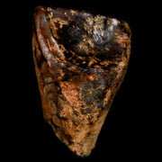 XL 0.9" Triceratops Fossil Tooth Hell Creek FM Cretaceous Dinosaur MT COA, Display
