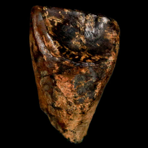 XL 0.9" Triceratops Fossil Tooth Hell Creek FM Cretaceous Dinosaur MT COA, Display