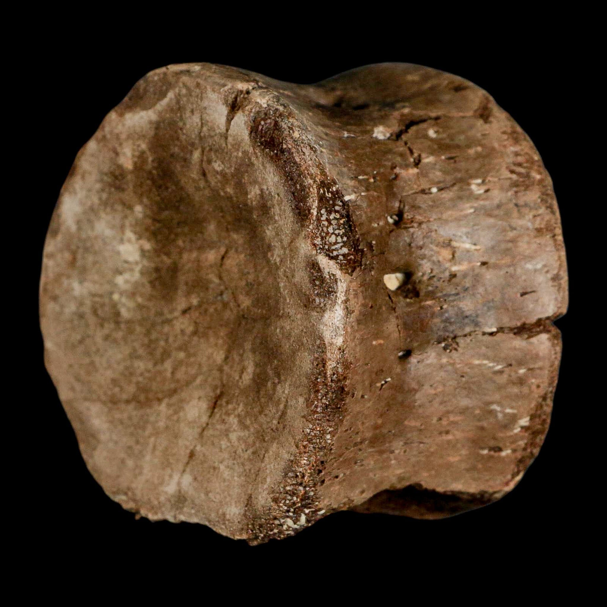 2.4" Plesiosaur Fossil Vertebra Cretaceous Dinosaur Era Ozan FM Fannin County Texas - Fossil Age Minerals