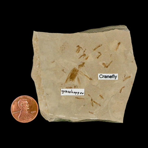 Fossil Grasshopper And Crane Flies Insect Green River FM Uintah County UT Eocene Age - Fossil Age Minerals