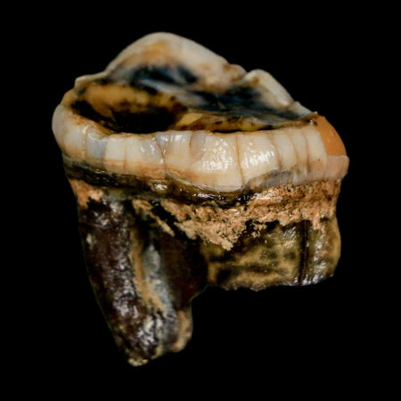 1.2" Extinct Cave Bear Ursus Spelaeus Pre-Molar Tooth Rooted Pleistocene Age COA