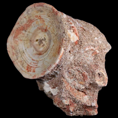 48MM Otodus Obliquus Shark Vertebrae Fossil Bone In Matrix Morocco COA - Fossil Age Minerals