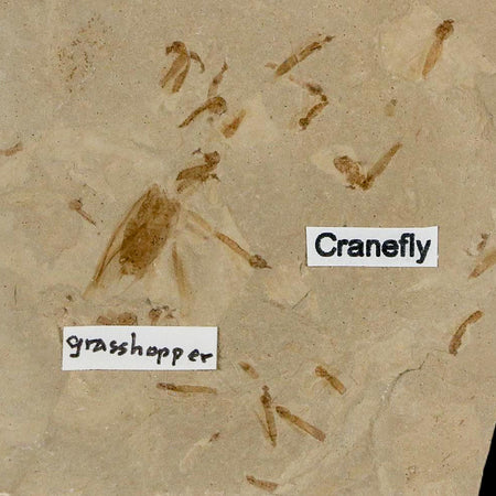 Fossil Grasshopper And Crane Flies Insect Green River FM Uintah County UT Eocene Age