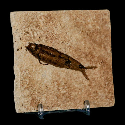 2.5" Knightia Eocaena Fossil Fish Green River FM Wyoming Eocene Age COA & Stand