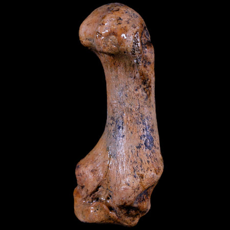 2.6" Extinct Cave Bear Ursus Spelaeus Hand Paw Bone Pleistocene Age Romania COA