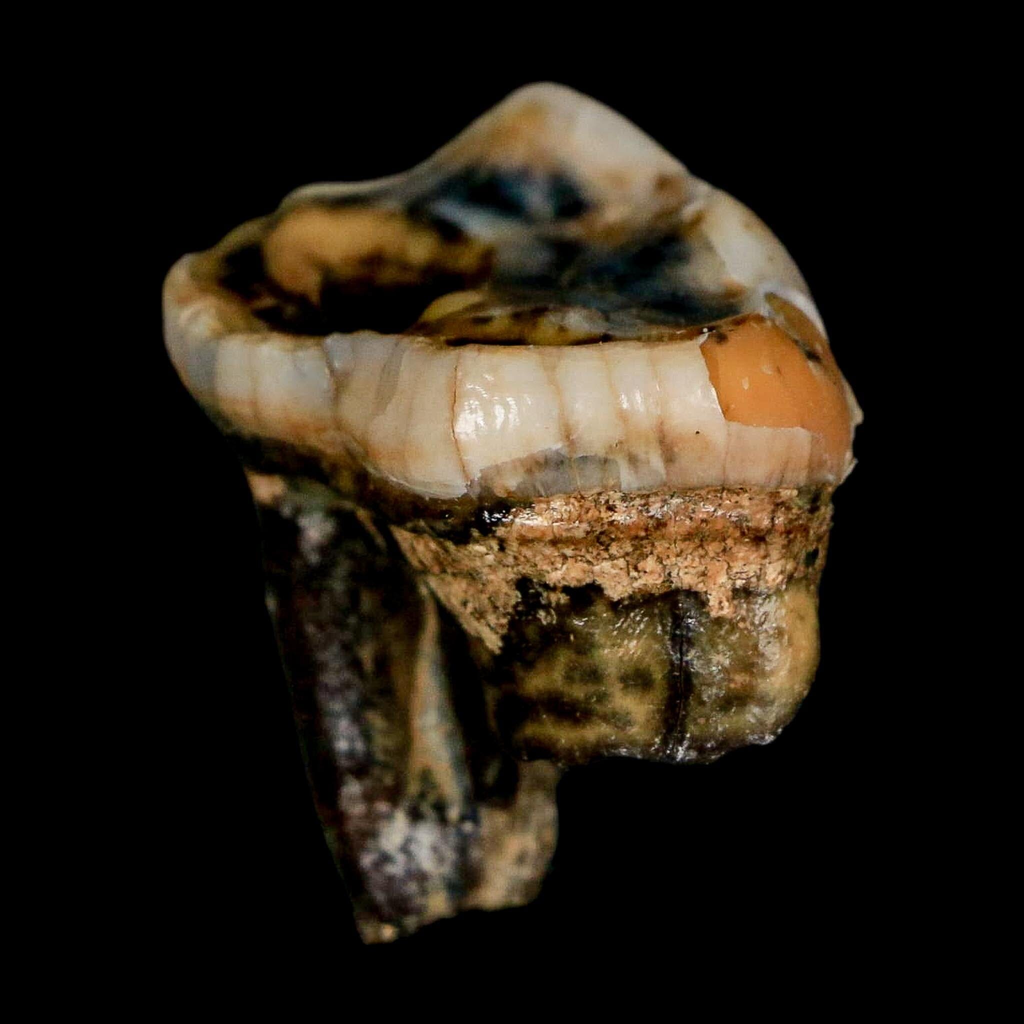 1.2" Extinct Cave Bear Ursus Spelaeus Pre-Molar Tooth Rooted Pleistocene Age COA - Fossil Age Minerals