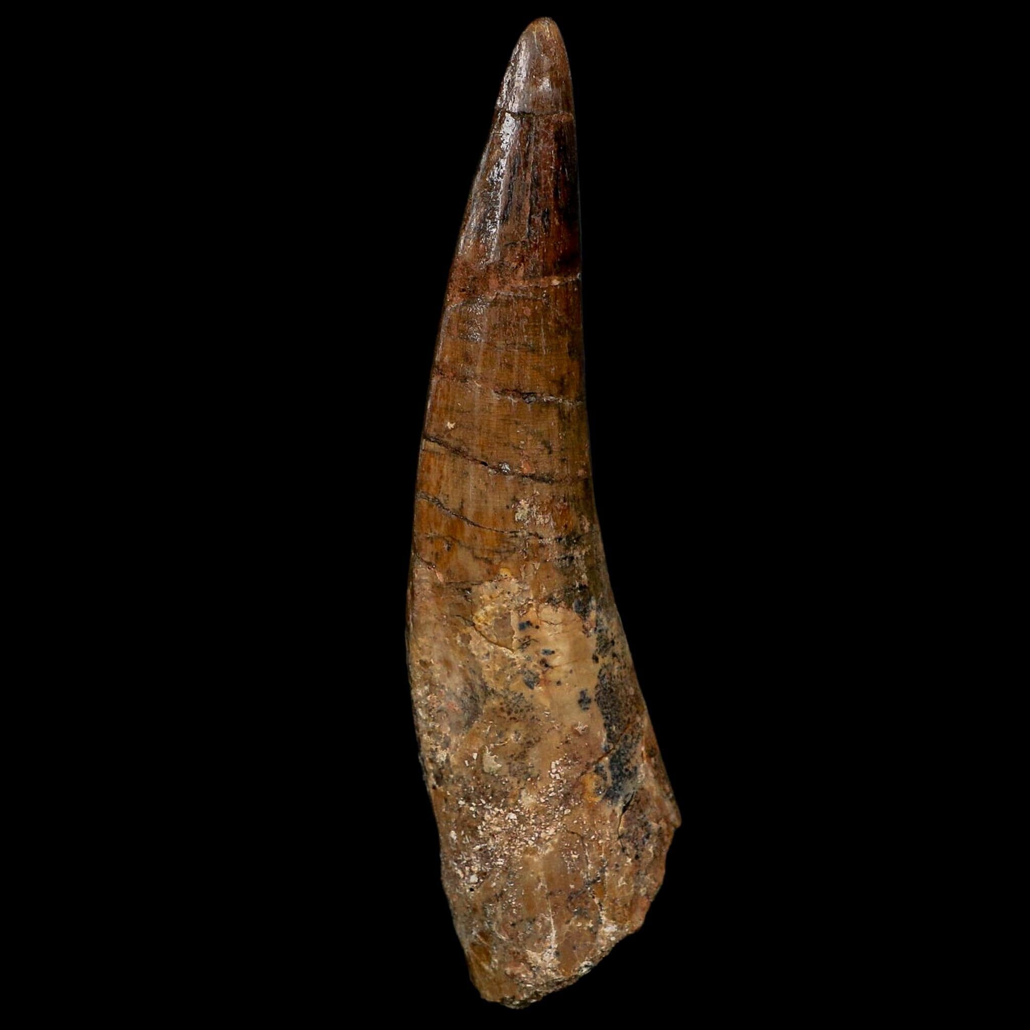 XL 3.9" Spinosaurus Fossil Tooth 100 Million Years Old Cretaceous Dinosaur COA