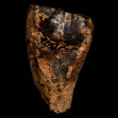 XL 0.9" Triceratops Fossil Tooth Hell Creek FM Cretaceous Dinosaur MT COA, Display