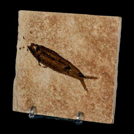 2.5" Knightia Eocaena Fossil Fish Green River FM Wyoming Eocene Age COA & Stand