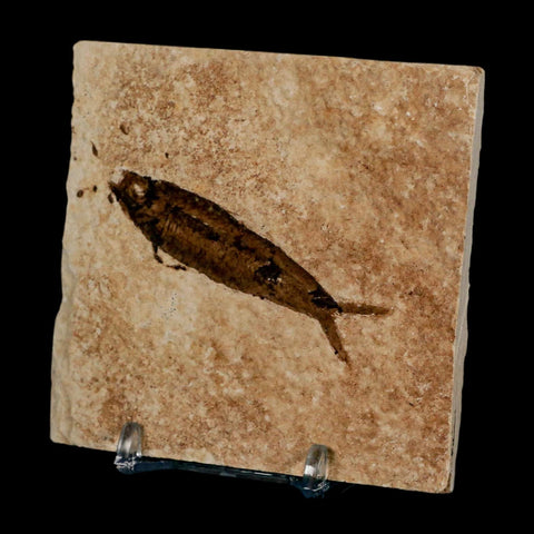 2.5" Knightia Eocaena Fossil Fish Green River FM Wyoming Eocene Age COA & Stand