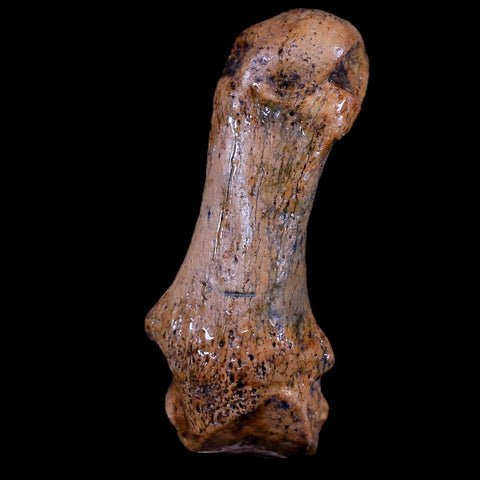 2.6" Extinct Cave Bear Ursus Spelaeus Hand Paw Bone Pleistocene Age Romania COA - Fossil Age Minerals