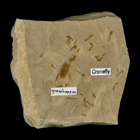 Fossil Grasshopper And Crane Flies Insect Green River FM Uintah County UT Eocene Age - Fossil Age Minerals