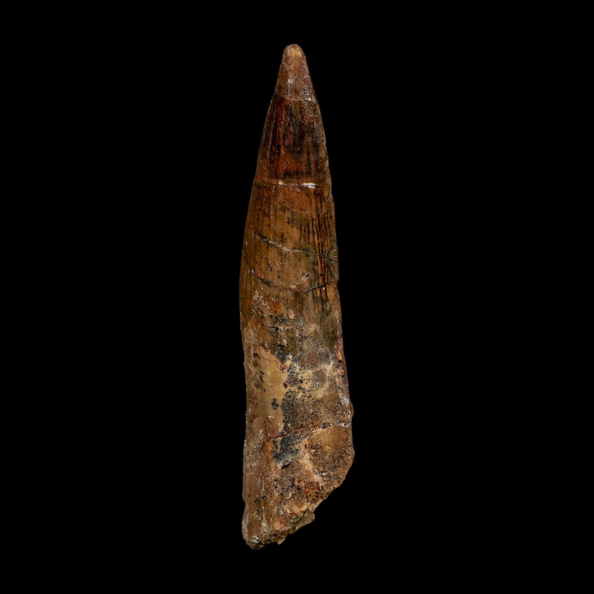 XL 3.9" Spinosaurus Fossil Tooth 100 Million Years Old Cretaceous Dinosaur COA