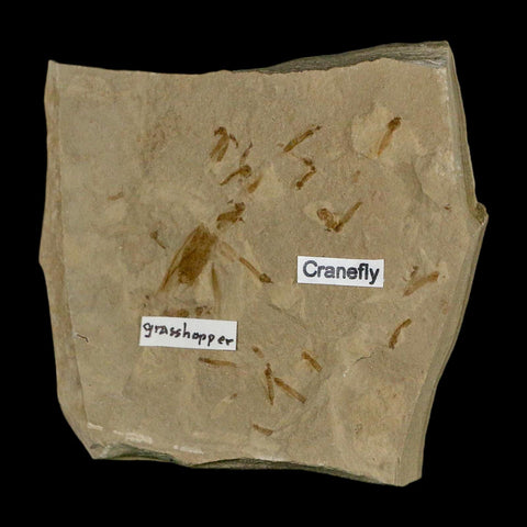 Fossil Grasshopper And Crane Flies Insect Green River FM Uintah County UT Eocene Age - Fossil Age Minerals