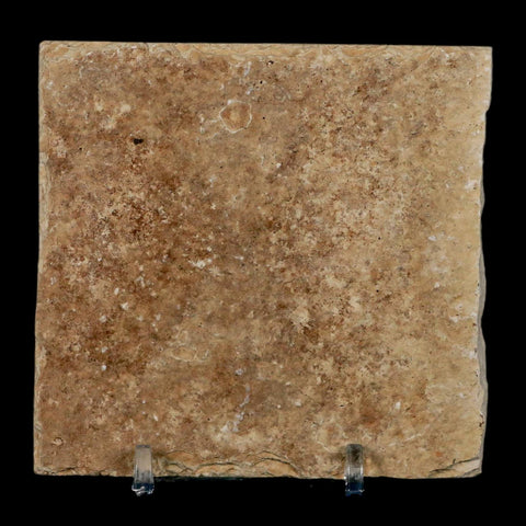 2.5" Knightia Eocaena Fossil Fish Green River FM Wyoming Eocene Age COA & Stand