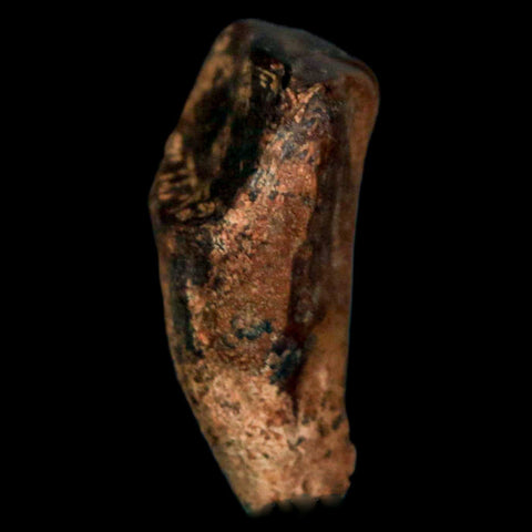 XL 0.9" Triceratops Fossil Tooth Hell Creek FM Cretaceous Dinosaur MT COA, Display
