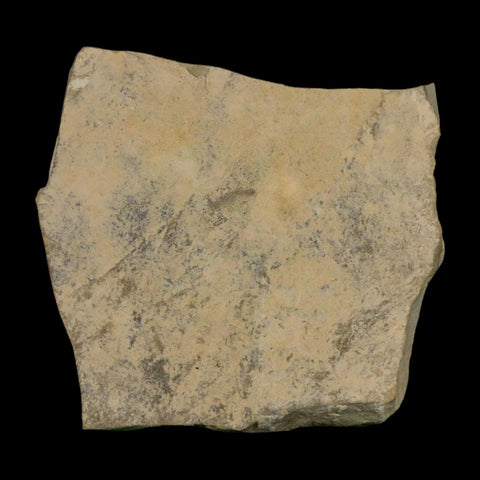 Fossil Grasshopper And Crane Flies Insect Green River FM Uintah County UT Eocene Age - Fossil Age Minerals
