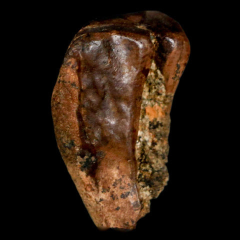 XL 0.9" Triceratops Fossil Tooth Hell Creek FM Cretaceous Dinosaur MT COA, Display