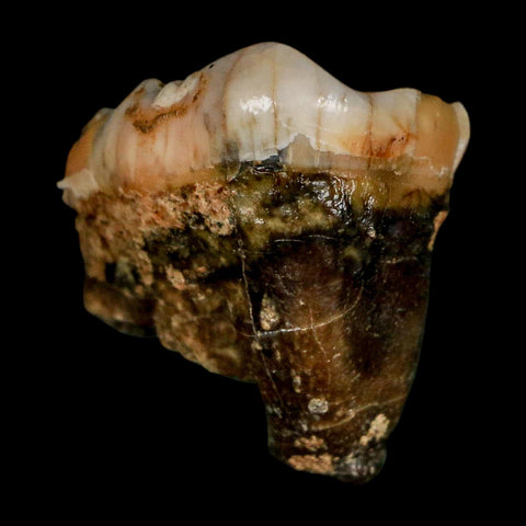1.2" Extinct Cave Bear Ursus Spelaeus Pre-Molar Tooth Rooted Pleistocene Age COA