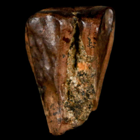 XL 0.9" Triceratops Fossil Tooth Hell Creek FM Cretaceous Dinosaur MT COA, Display