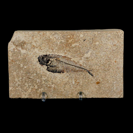 2.4" Diplomystus Dentatus Fossil Fish Green River FM WY Eocene Age COA, Stand
