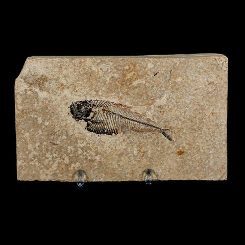 2.4" Diplomystus Dentatus Fossil Fish Green River FM WY Eocene Age COA, Stand